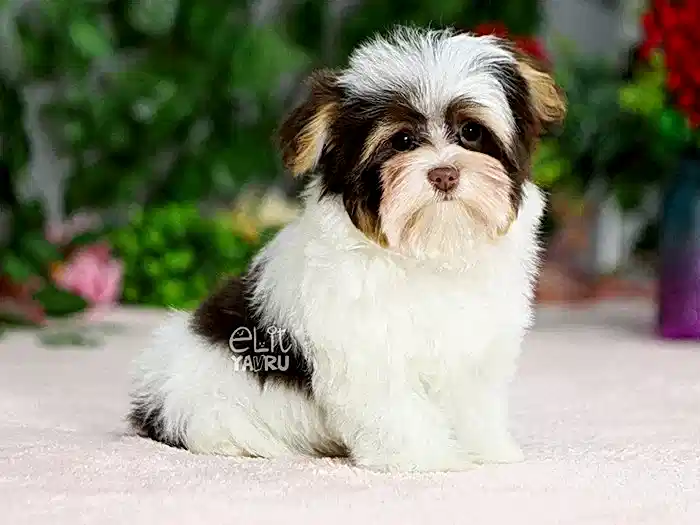Morkie 1
