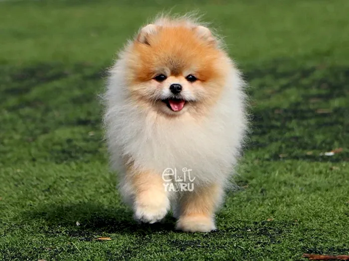  Pomeranian 4