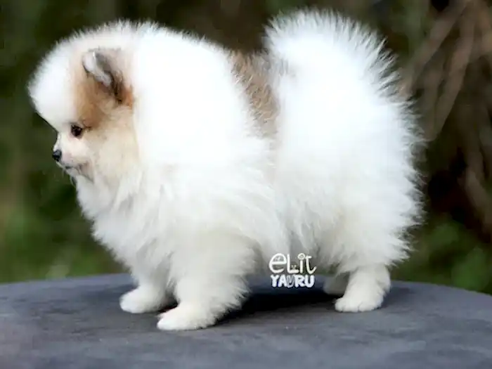 Pomeranian 1