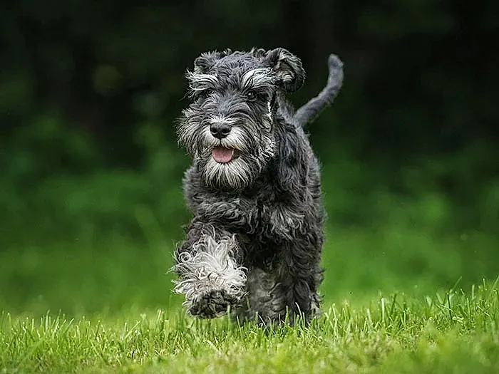 Schnauzer 6