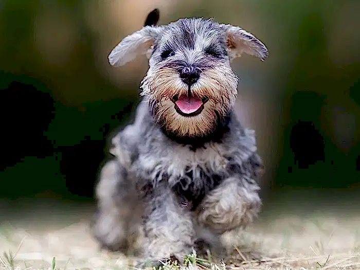 Schnauzer 3