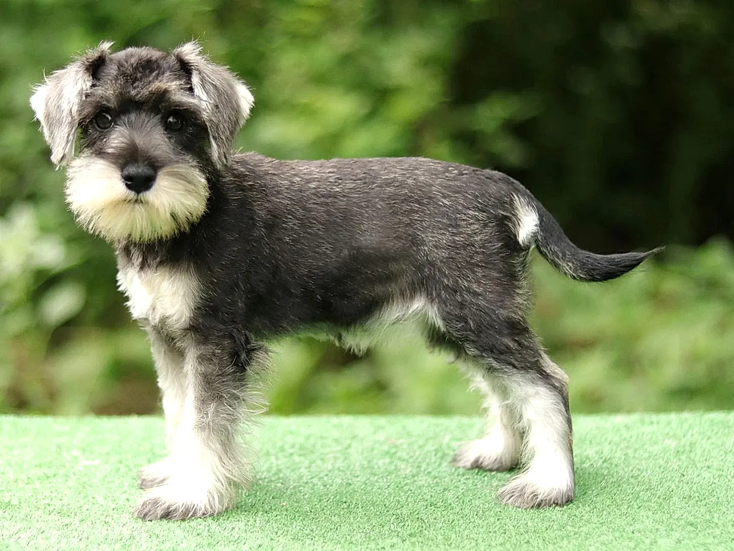 Schnauzer 1