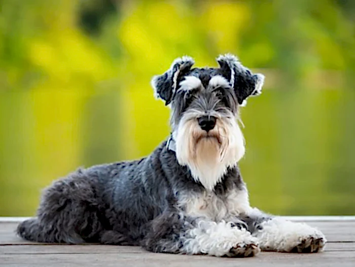 Schnauzer 2