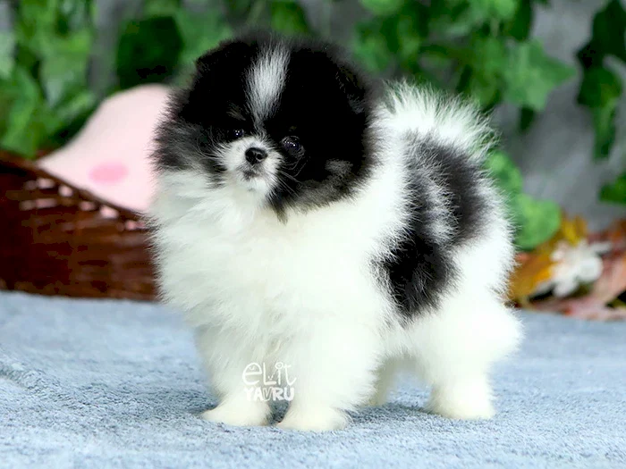  Pomeranian 3