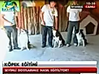 Köpek eğitimlerini Tgrt Haber'de anlattık