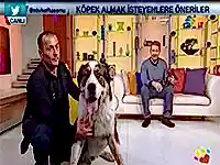Dev Fifi ile minik Fındık Ntv'de