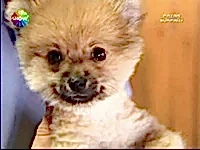 Boo ismiyle bilinen Pomeranian ırkı Pazar Sürprizinde