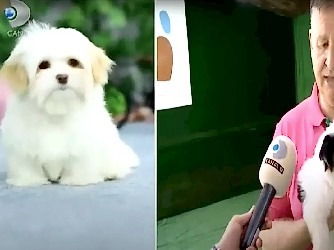 Apartman yaşantısına uygun olan cinsleri Kanal D Magazinde sizler için anlatımda bulunduk