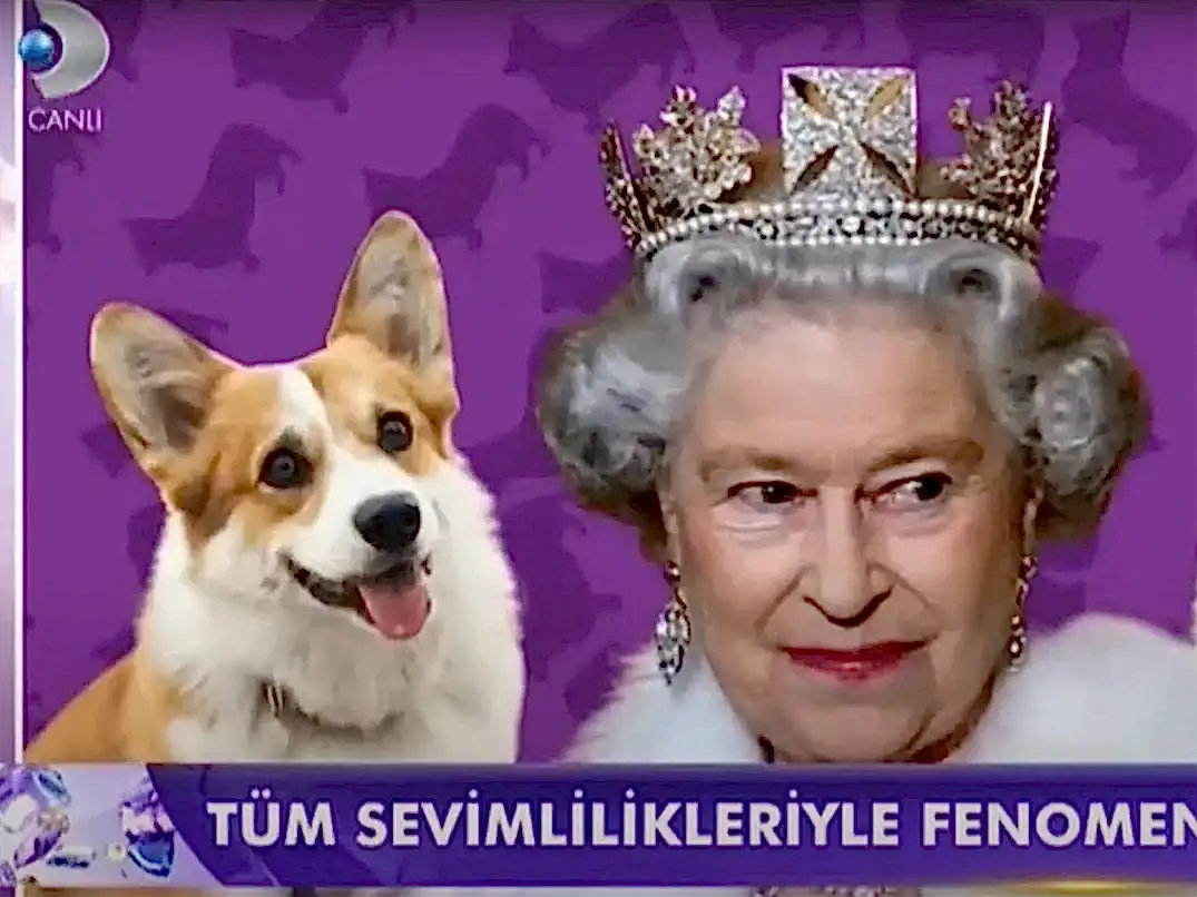 Kanal D Magazin ekranlarında Corgi ırkı hakkında açıklamalarda bulunduk