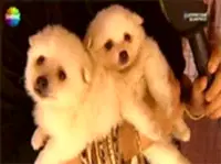 Serdar Ortaç'ın Pomeranian cinsi köpeğini Can Paksoy Cumartesi Sürprizine anlattı