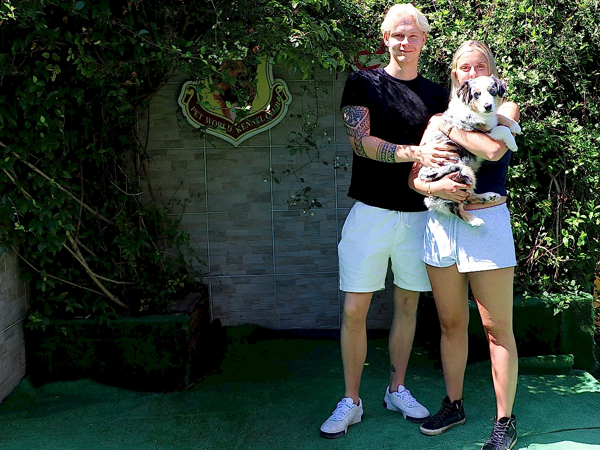 Belçika'dan Aleyna Hanım Miniature American Shepherd yavrusuna kavuştu