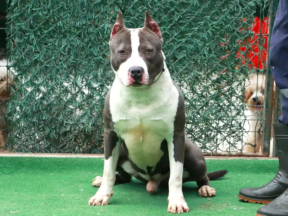 American Staff Budy, düzenli pansiyon misafirimiz :)