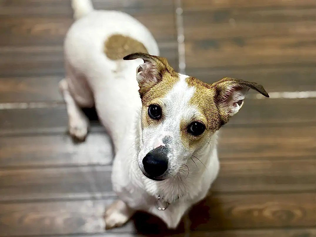 Pansiyonerlerimizden Jack Russel Sütlaç