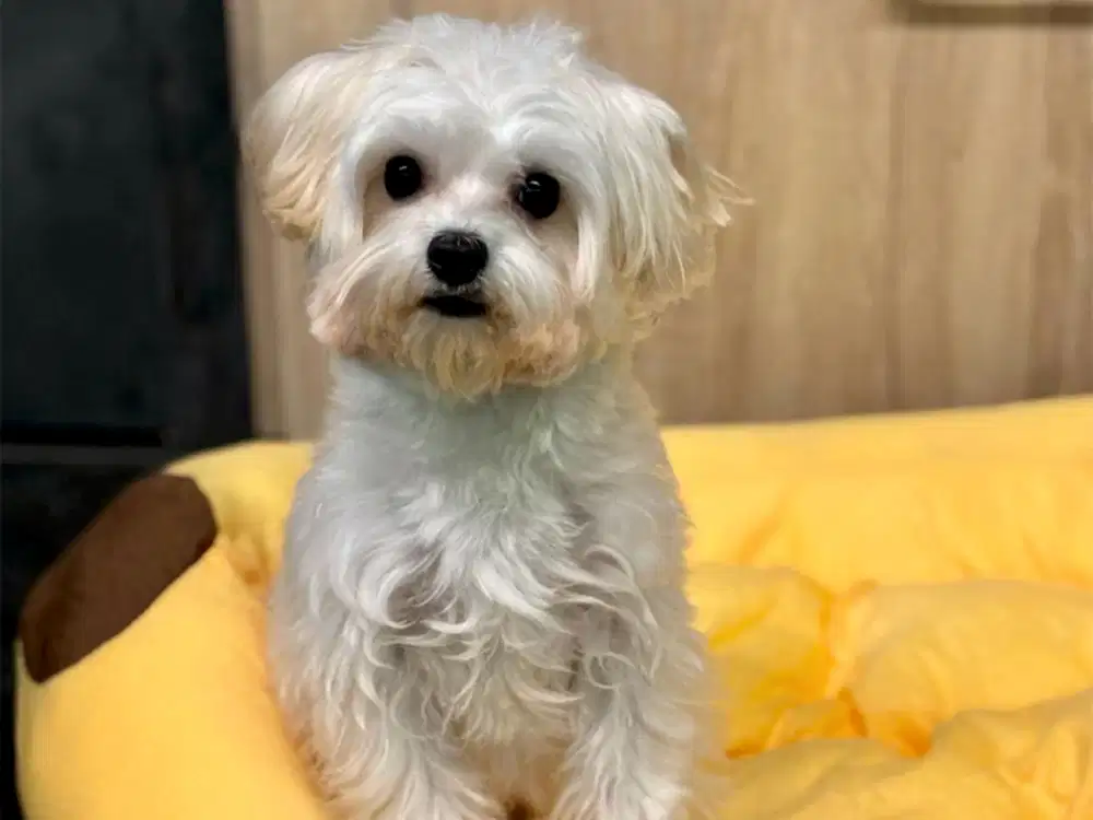 Pansiyonerlerimizden Morkie Mocha