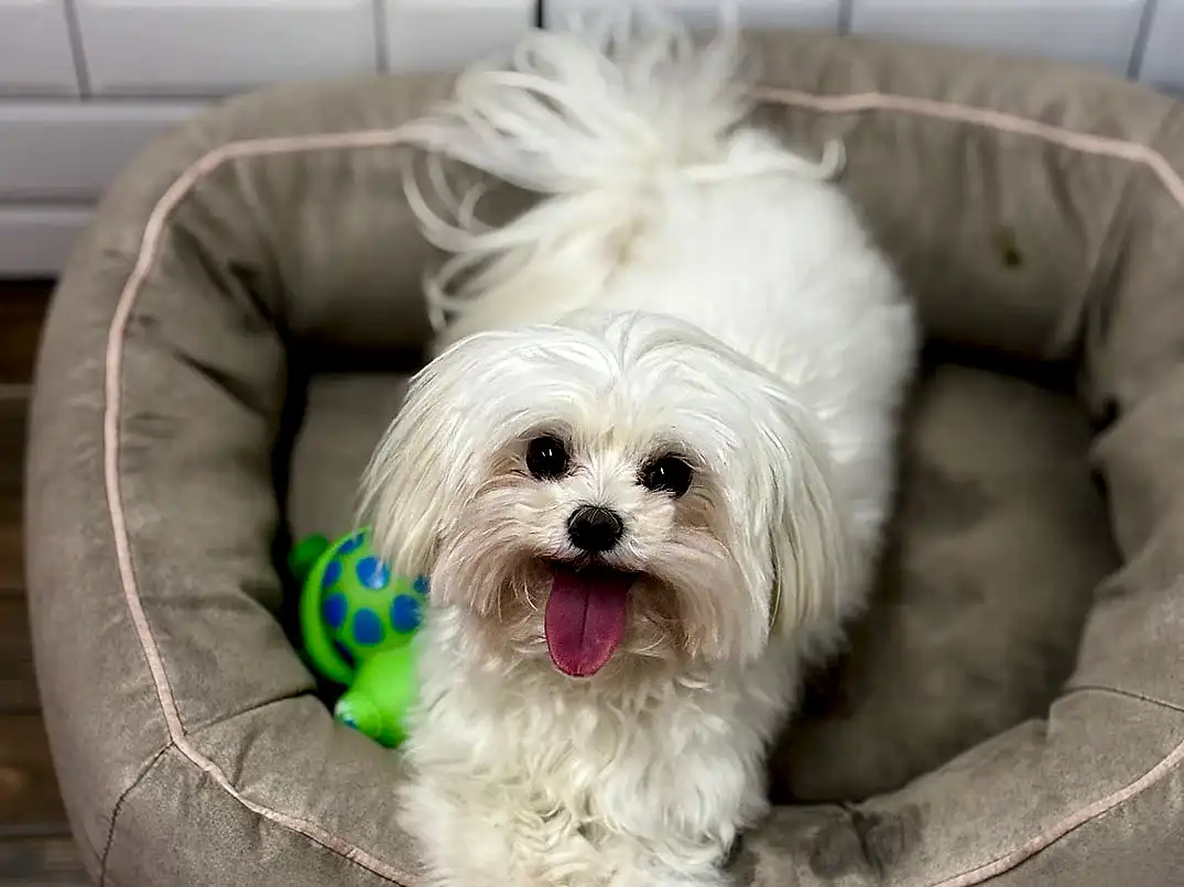 Pansiyonerlerimizden Maltese Quincy