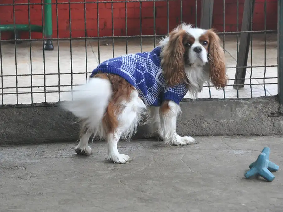 Badem elit pansiyonumuzda çok mutlu