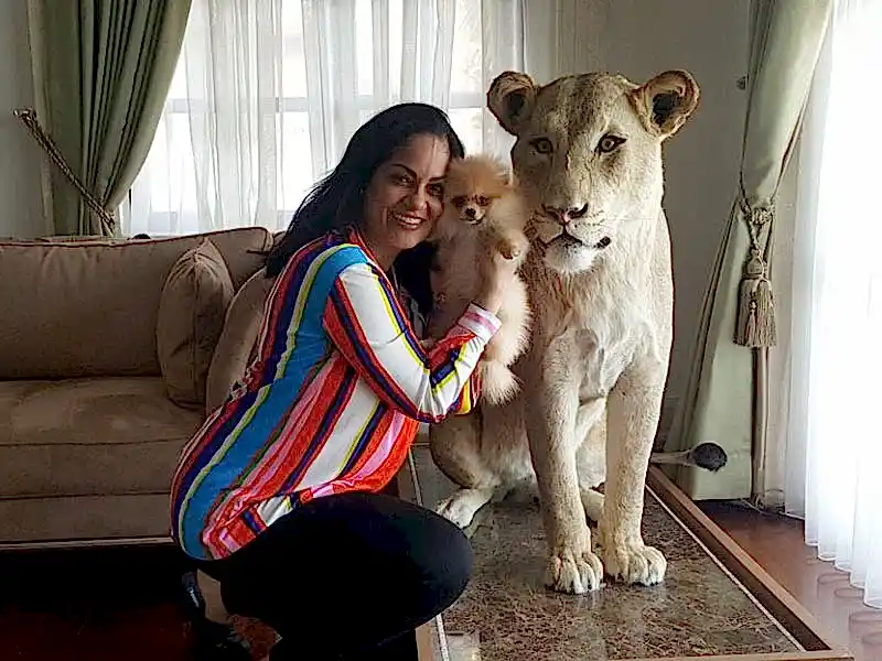 Belçika'dan Sugec Hanım, Pomeranian yavrusuna kavuştu