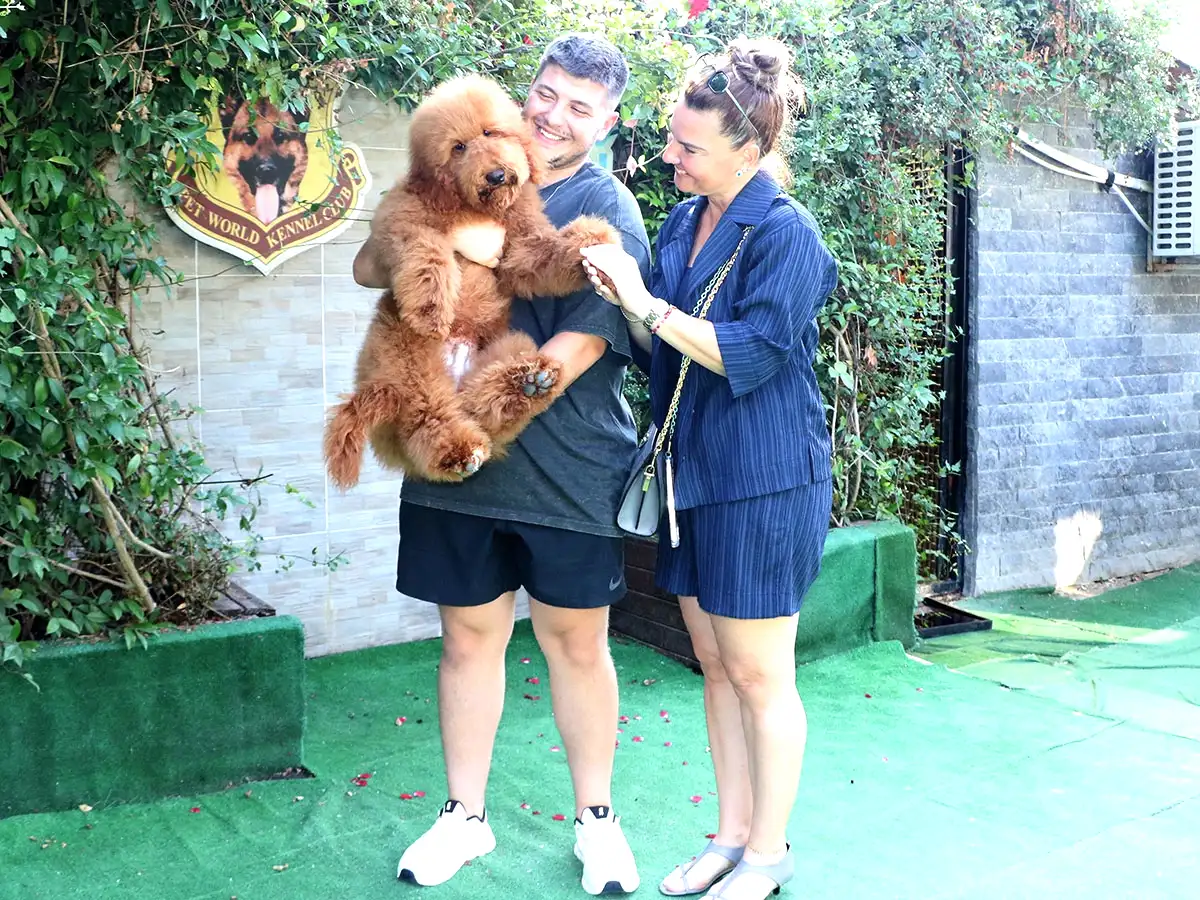 Sevgili Bengü Hanım ve ailesi Labradoodle yavrularına kavuştular