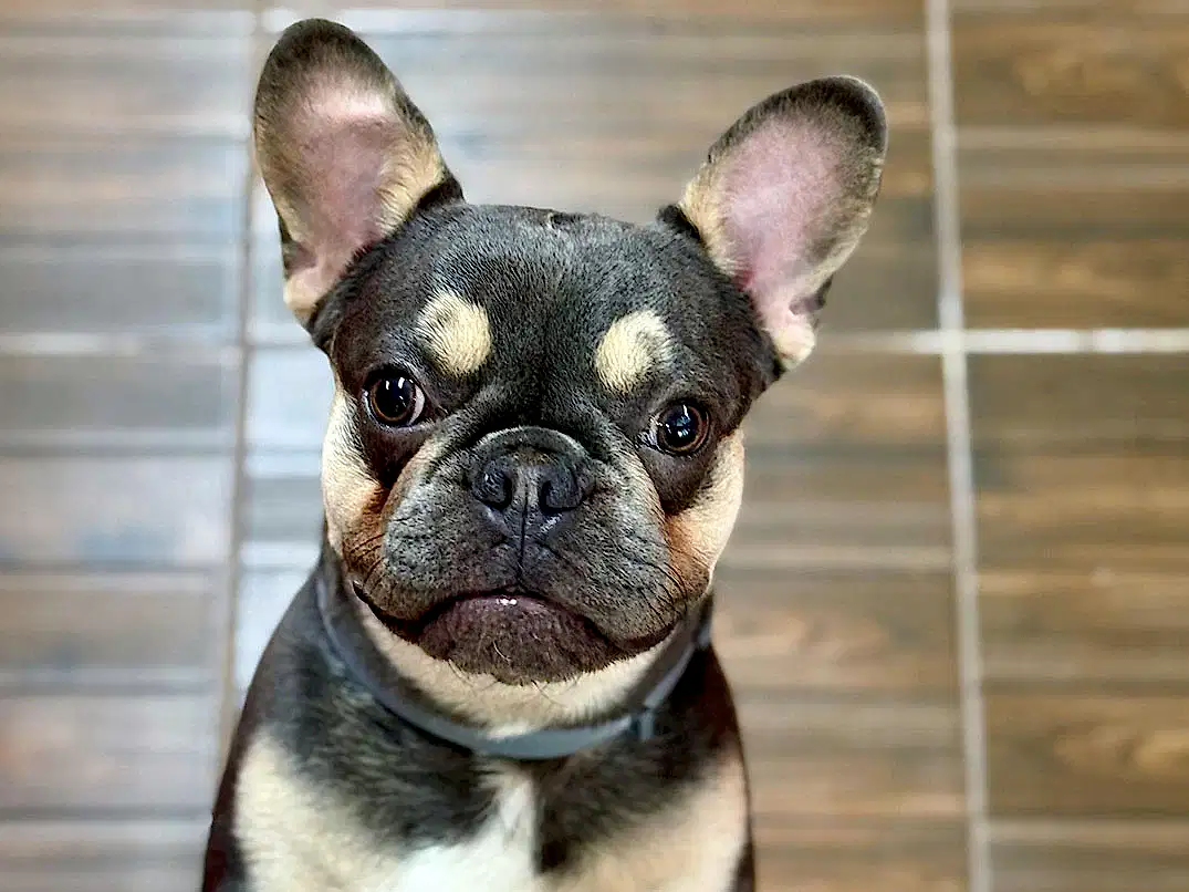 Sevimli Pansiyonerimiz French Bulldog Lion