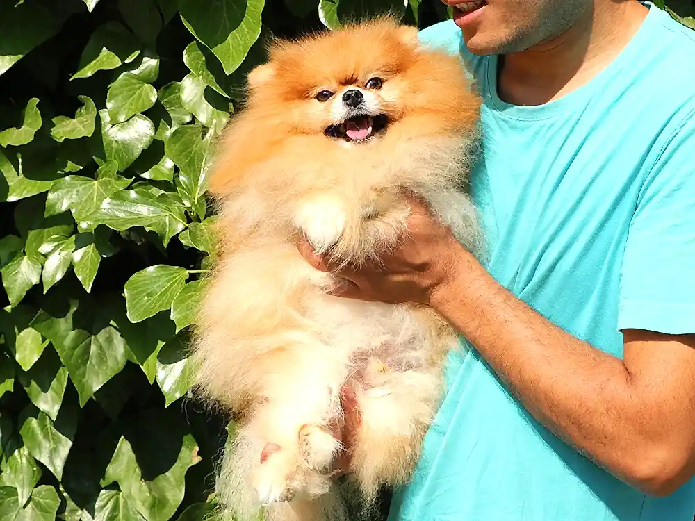 Bilgin Ailesi'nin elityavru Pomeranian'ı misafirimiz