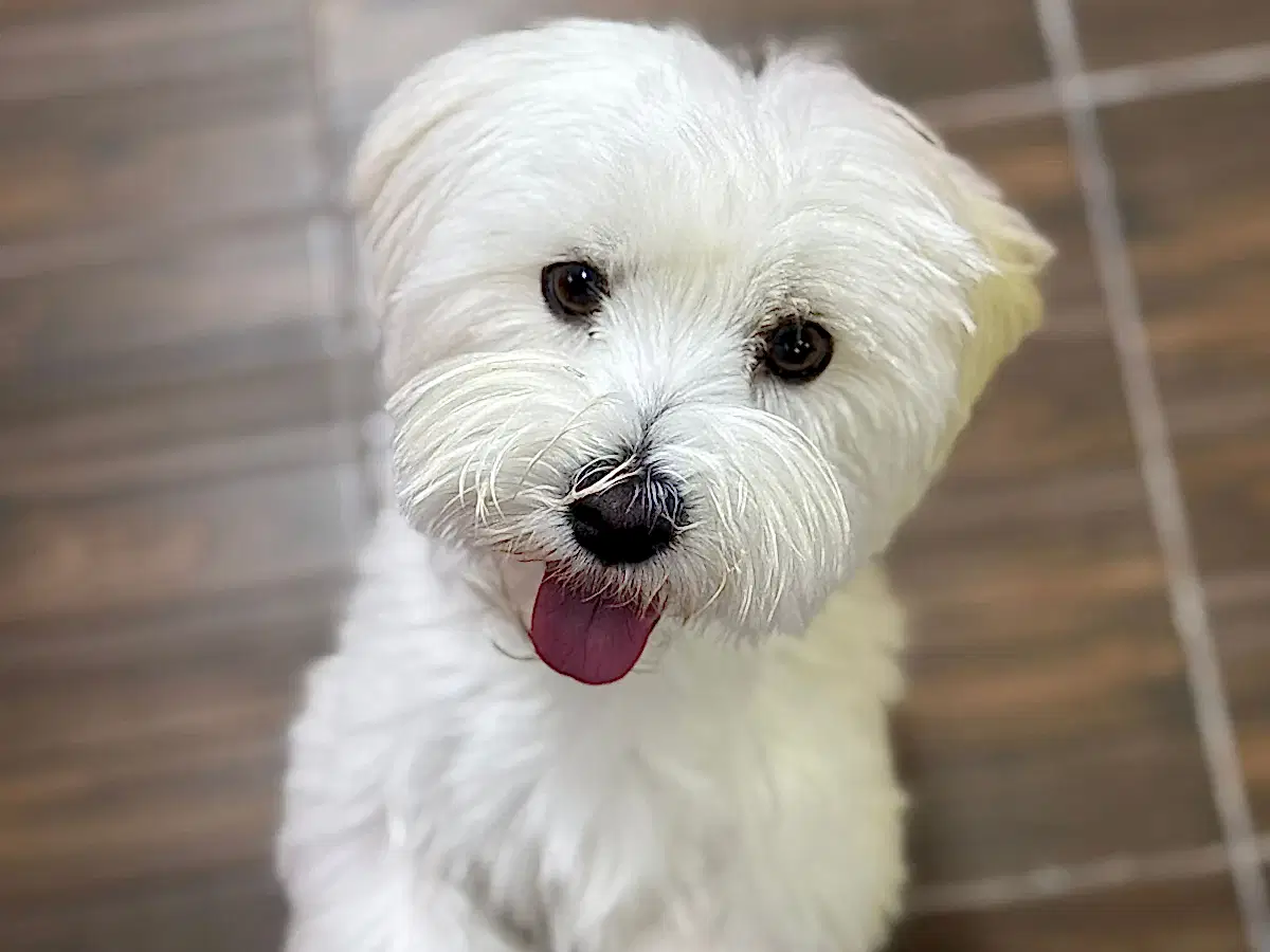 Pansiyonerlerimizden Luca