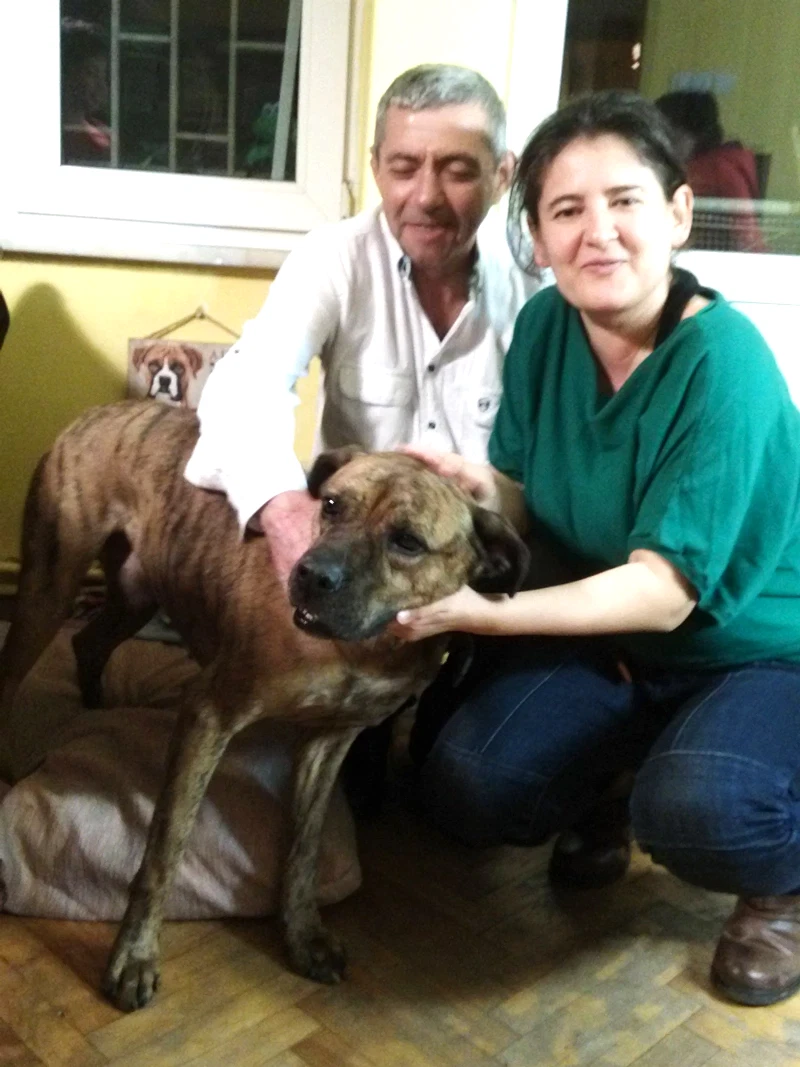 Çakan ailesinin Dido'su pansiyonumuzda çok mutlu