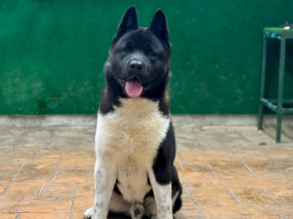 Pansiyonerlerimizden American Akita Artur