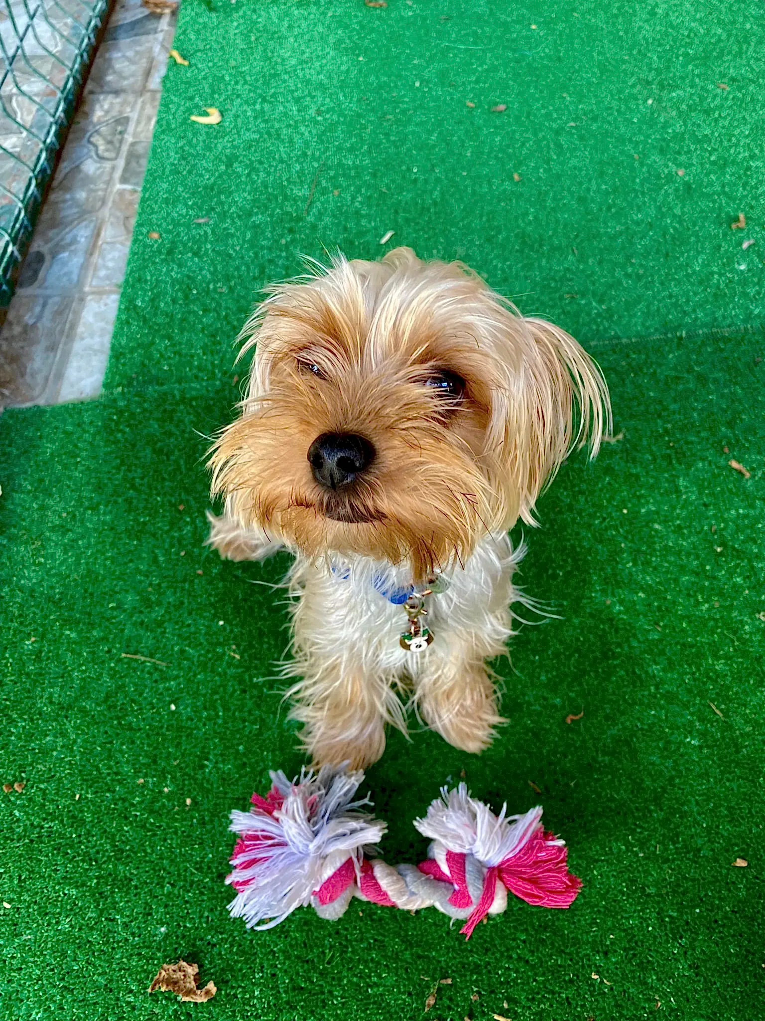 Daimi Müdavimlerimizden Morkie Pablo