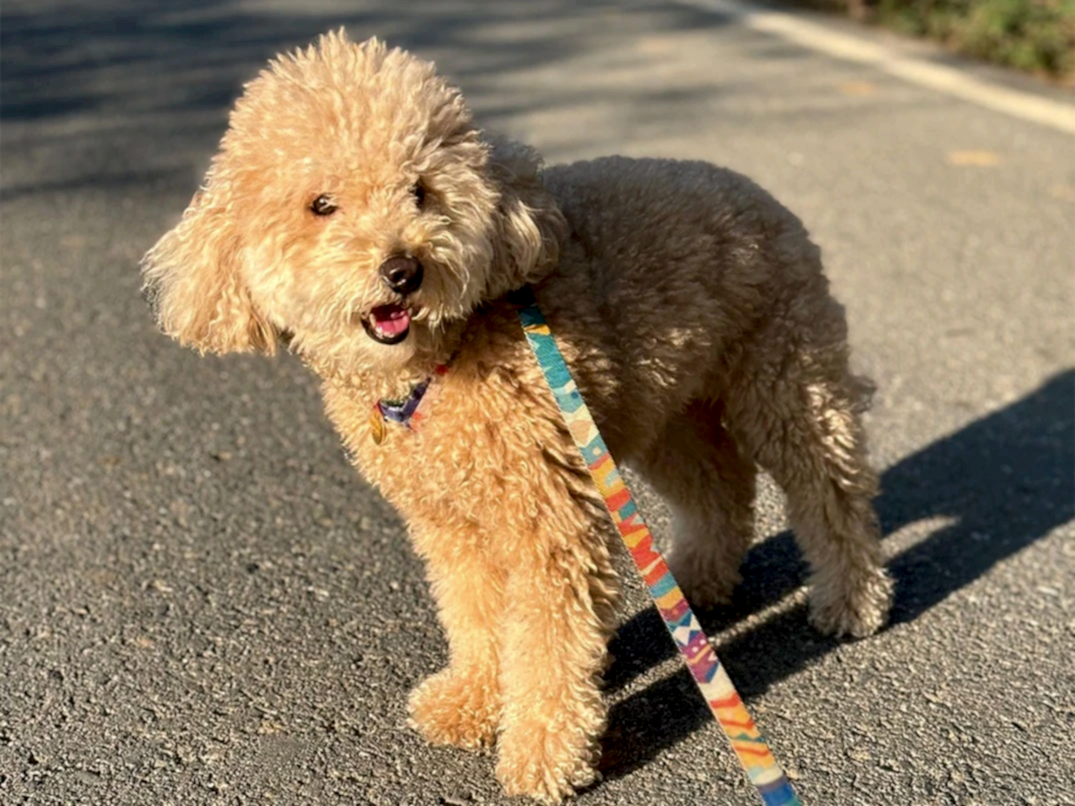 Pansiyonerlerimizden Poodle Şiva