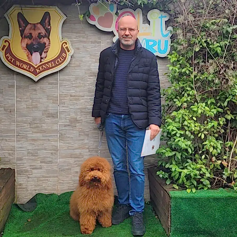 Labradoodle dostumuz Alex, ileri Temel eğitimini başarılı bir şekilde tamamladı