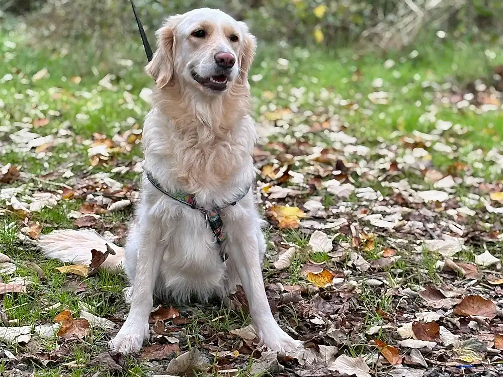 Yeni Pansiyonerimiz:Mia