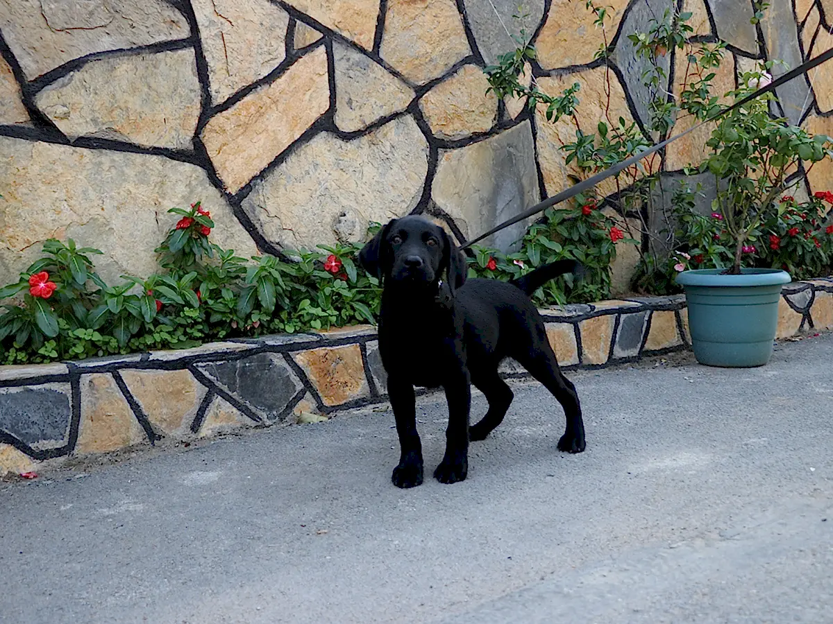 Erdoğdu ailesi ve yeni can dostları olan Labrador ırkı yavrusu