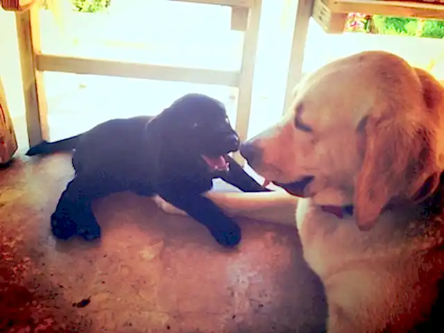 Eriş ailesi Elit Yavruları ile çok mutlu