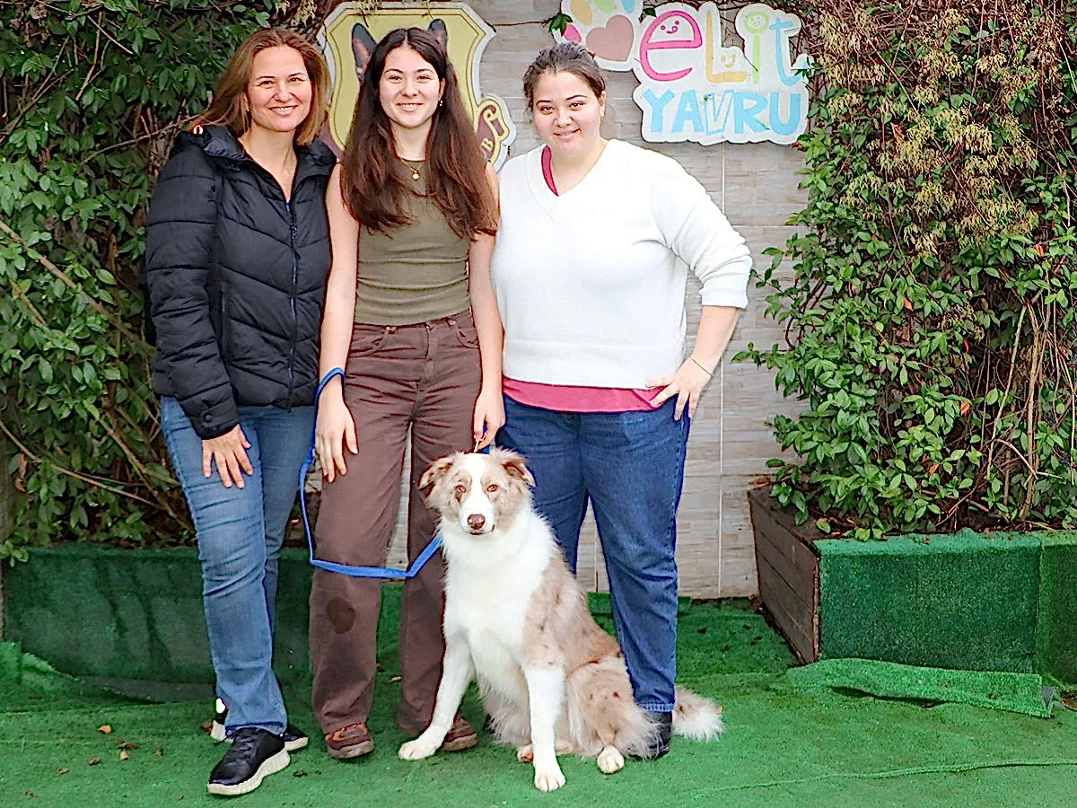 Border Collie dostumuz Troy Temel itaat eğitimini tamamladı