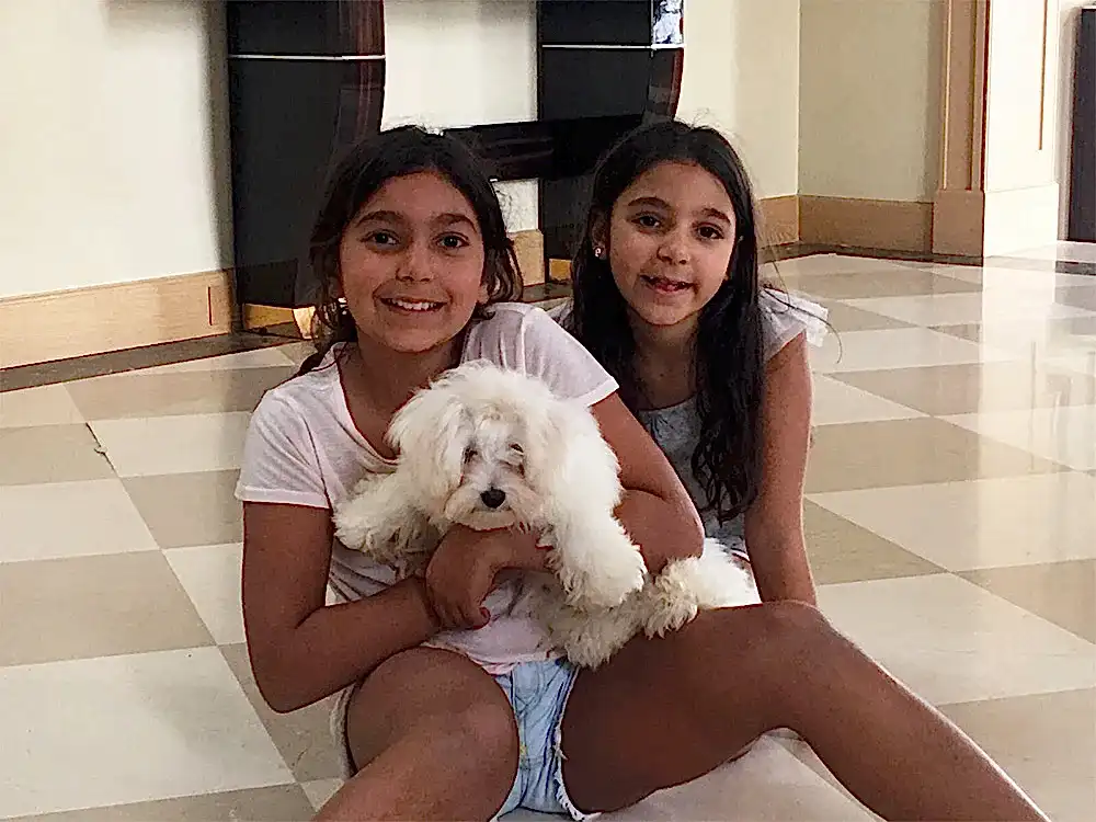Ahmet Faralyalı Ailesi, Maltese Terrier elit yavrularına kavuştu