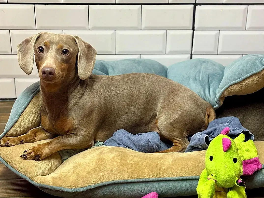 Pansiyonerlerimizden Louie