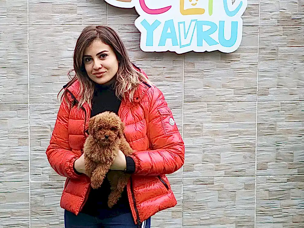 Fikriye Hanım, Toy Poodle elit yavrusuna kavuştu