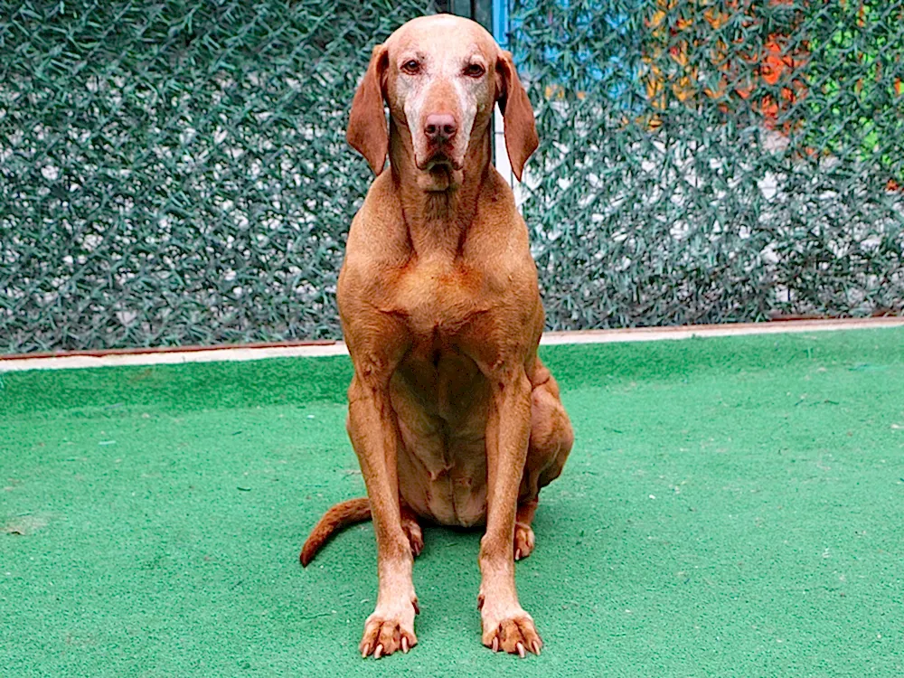 George Alfred'in Av Köpeği İnga düzenli pansiyonerimiz