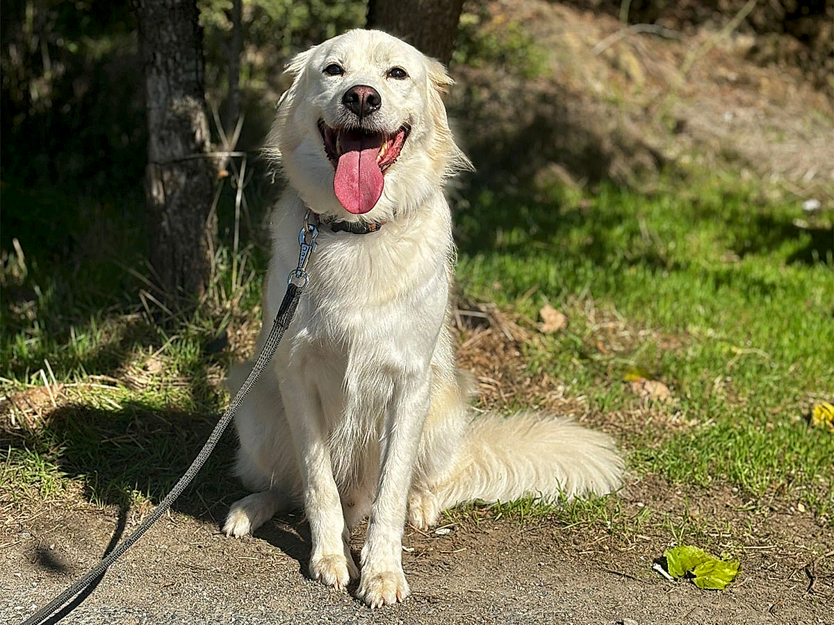 Daimi Müdavimlerimizden Golden Bobi