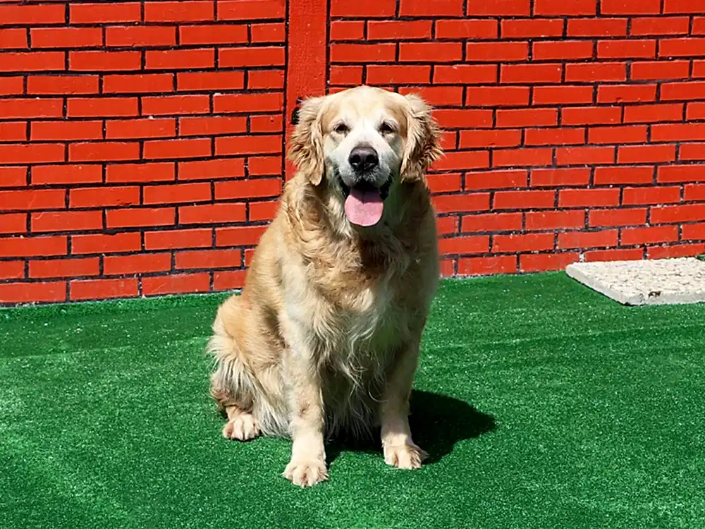 Golden Retriever Kuli pansiyonumuzda çok keyifli