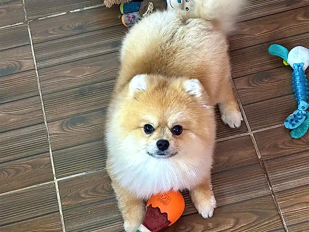 Pansiyonerlerimizden, Pomeranian Maris