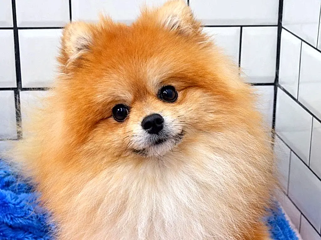 Pansiyonerlerimizden Pomeranian Maris