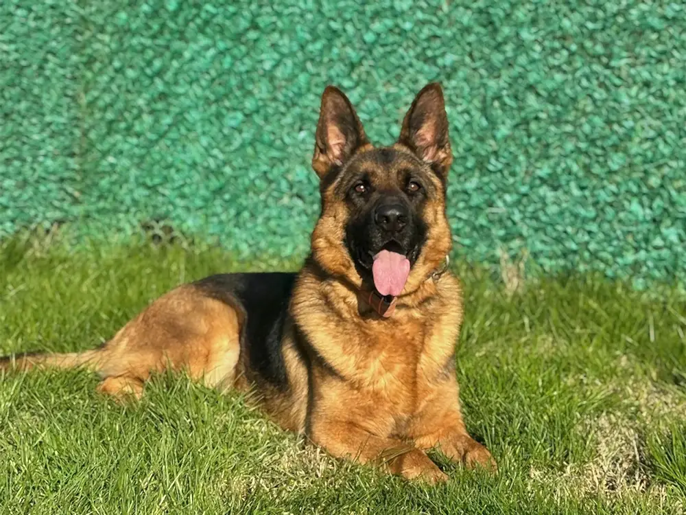 Pansiyonerlerimizden Alman Çoban Zeyna