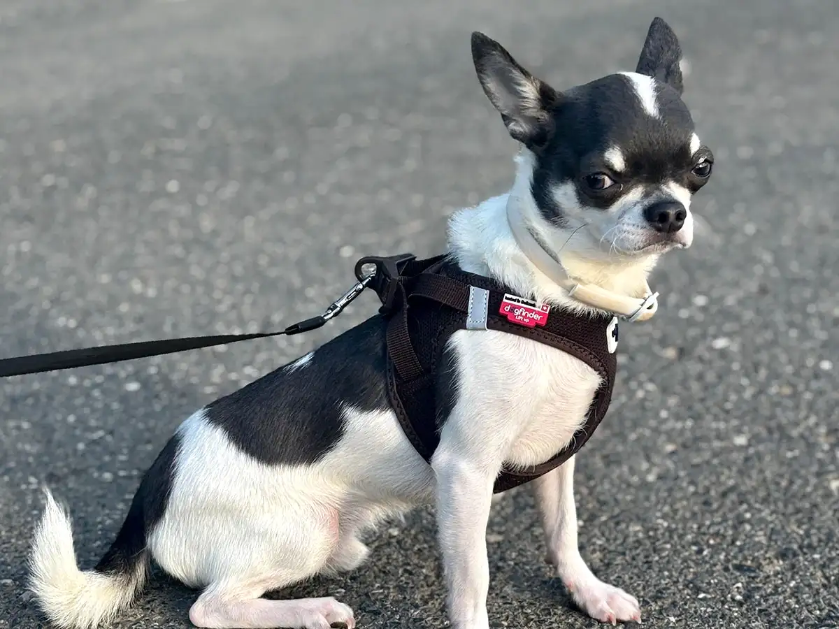 Chihuahua Fibi Elit Yavru Pet Otel'de Konaklıyor