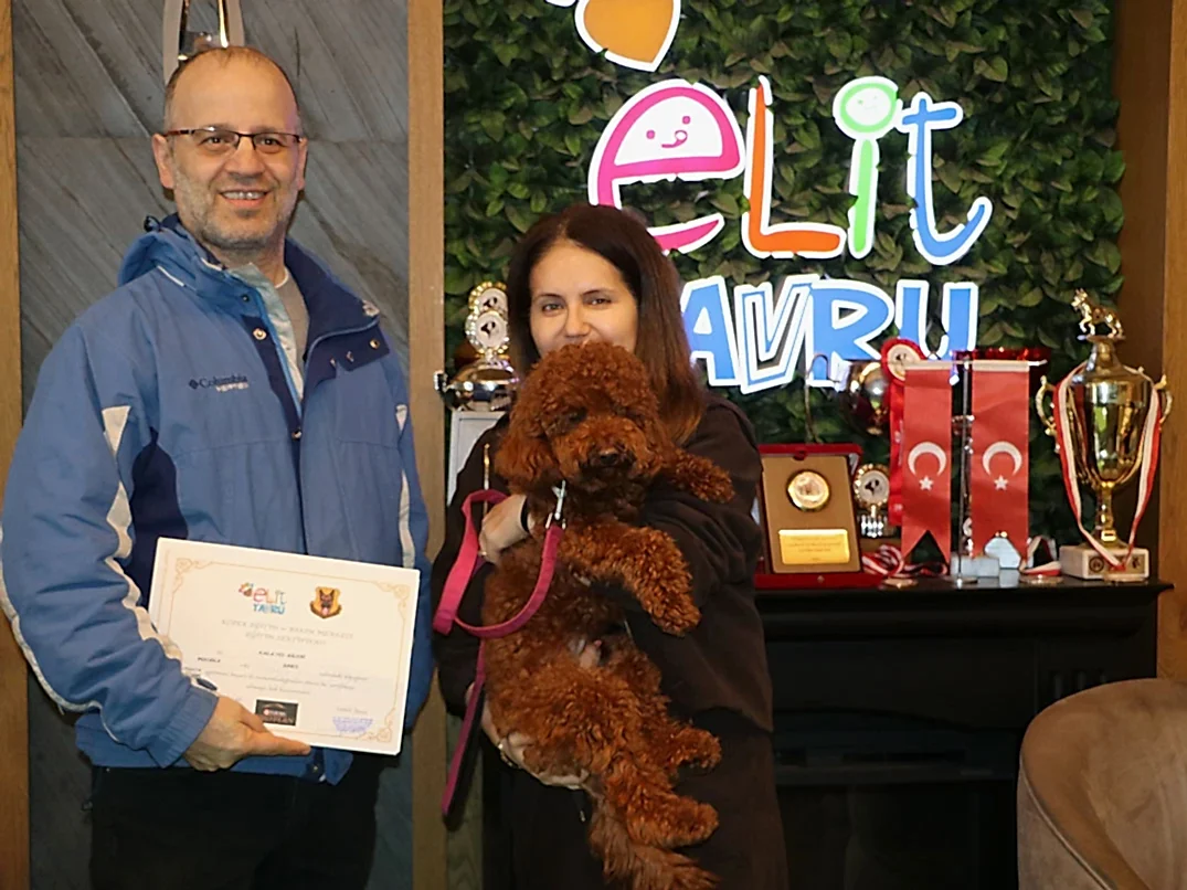 Poodle dostumuz Ares Sosyalizasyon ve Temel itaat eğitimini başarılı bir şekilde tamamladı