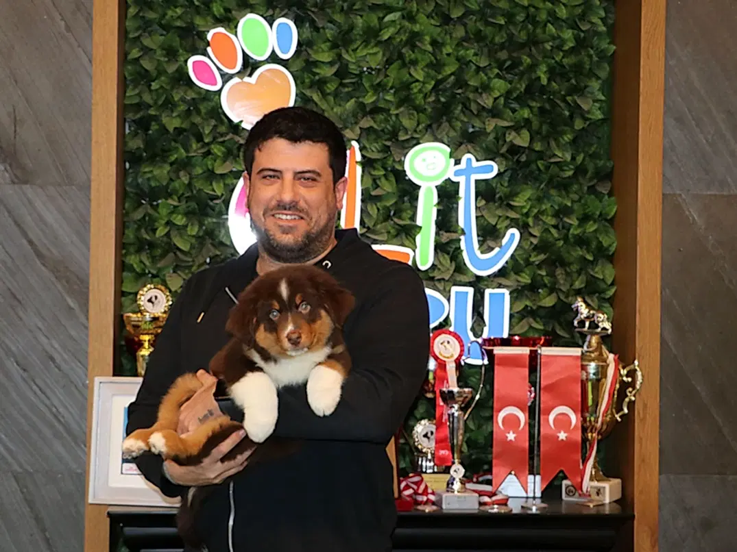 Sevgili Kaan Bey Miniature American Shepherd yavrusuna kavuştu