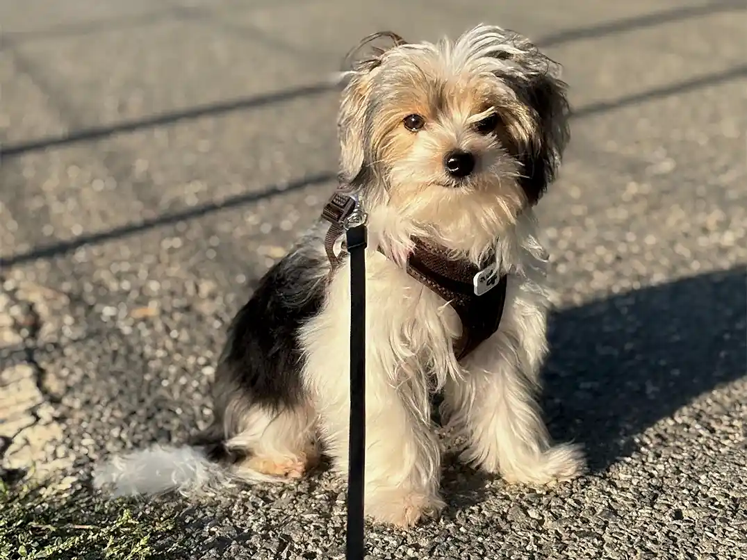 Çiko'nun Elit Yavru Pet Otel Anısı