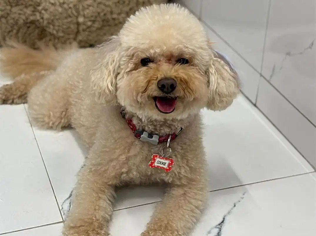 Pansiyonerlerimizden Poodle Cookie