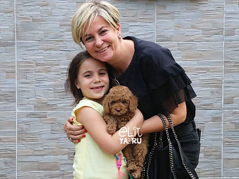 Küçük Derin, Toy Poodle elit yavrusuna kavuştu