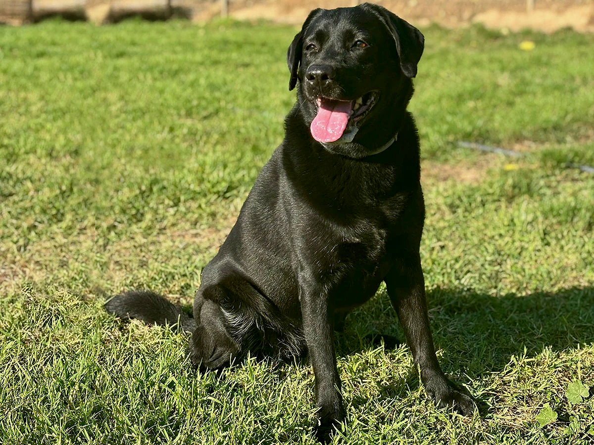 Pansiyonerlerimizden Labrador Tina